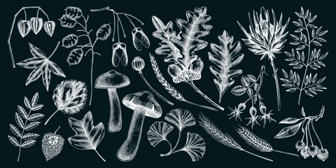Sketched autumn leaves and dried flowers collection. Hand-drawn botanical sketches. Dried herbs, fall leaves, mushrooms, and fruit illustrations. Vintage drawings for thanksgiving on chalkboard
